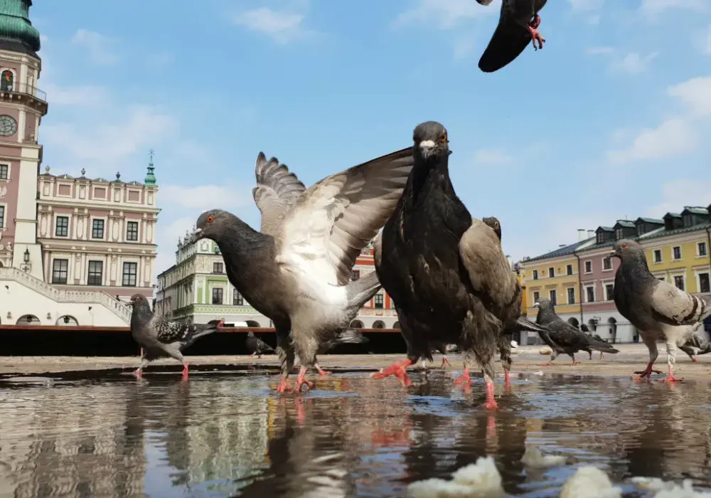 Zamość i okolice atrakcje, które musisz zobaczyć – nie przegap ich!
