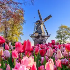 Keukenhof kiedy najlepiej jechać, aby zobaczyć tulipany w pełni rozkwitu