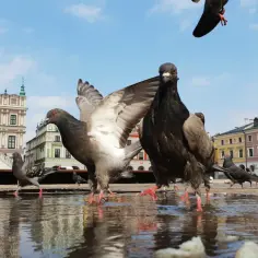 Zamość i okolice atrakcje, które musisz zobaczyć – nie przegap ich!