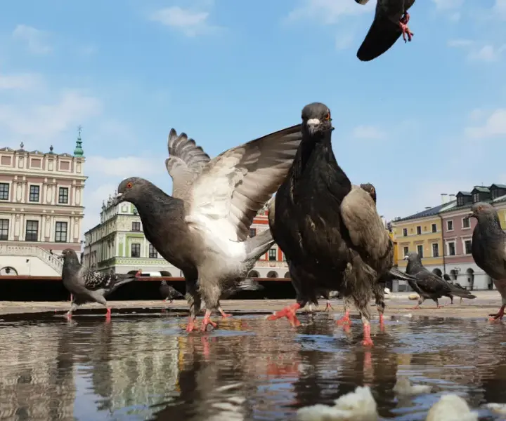 Zamość i okolice atrakcje, które musisz zobaczyć – nie przegap ich!