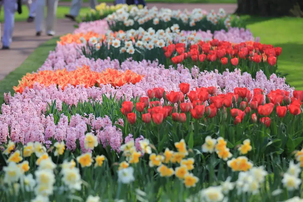 Zdjęcie Keukenhof kiedy najlepiej jechać, aby zobaczyć tulipany w pełni rozkwitu