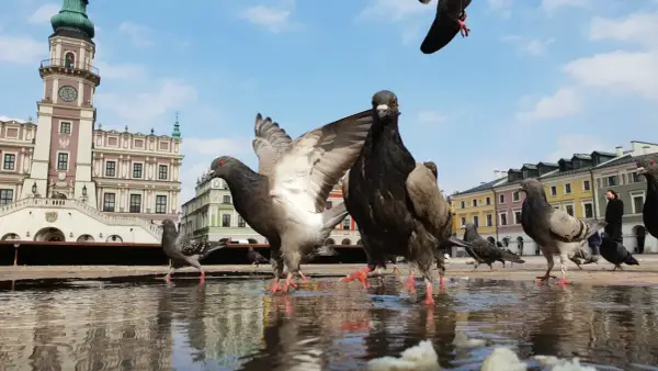 Zamość i okolice atrakcje, które musisz zobaczyć – nie przegap ich!